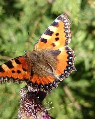 Zestaw spinki, wsuwki na prezent dla dzieci motyl