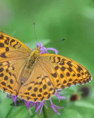 Naszyjnik srebrny motyl