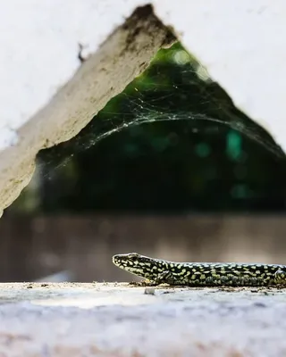 Kolczyki Muszelki (trojkąt)