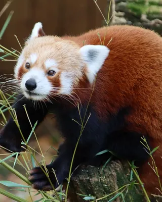 Zestaw spinek panda dla dzieci 10 szt