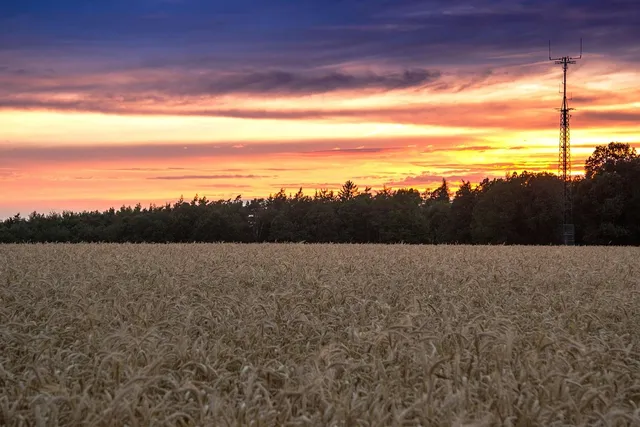 Kolczyki wiszące zlote luna