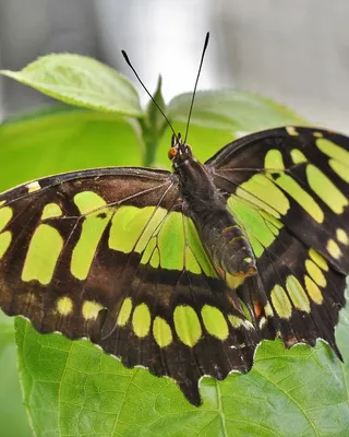 Spinka klamra motyl szare